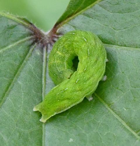 Phlogophora meticulosa